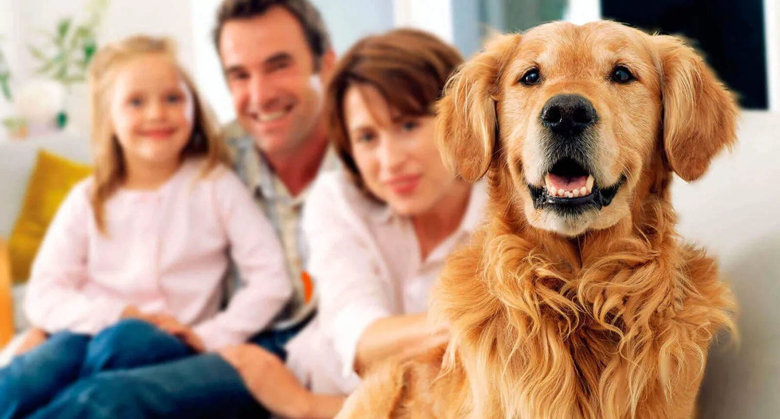 Golden retriever — pacient LaVet Medical Sibiu