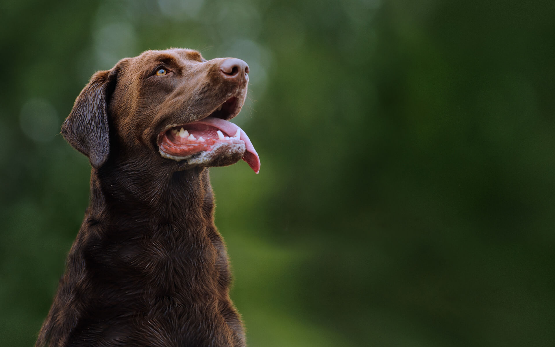 LaVet - prevenție și îngrijire