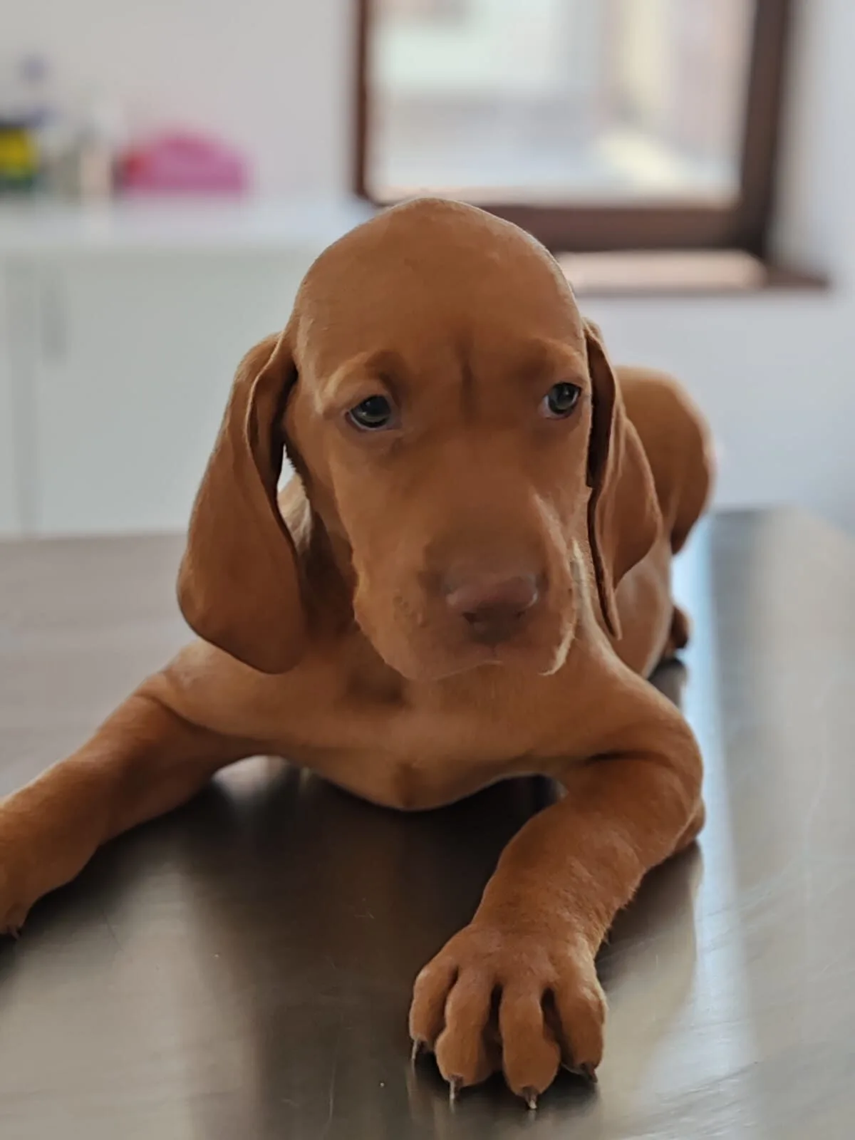 Vaccinări veterinare LaVet Medical Sibiu