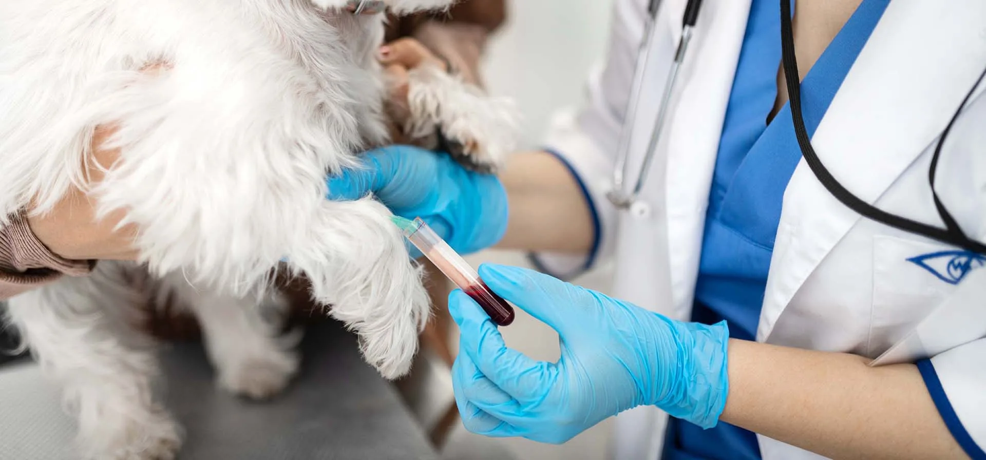 Analize laborator veterinar LaVet Medical Sibiu